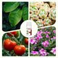 Fertilizante soluble para el control de enfermedade