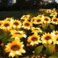 ☀️ Luces solares impermeables de girasol – Pétalos realistas, impermeabilizantes IP65 y resplandor ☀️🌻 automático 8–12 horas