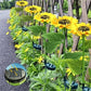 ☀️ Luces solares impermeables de girasol – Pétalos realistas, impermeabilizantes IP65 y resplandor ☀️🌻 automático 8–12 horas