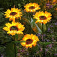 ☀️ Luces solares impermeables de girasol – Pétalos realistas, impermeabilizantes IP65 y resplandor ☀️🌻 automático 8–12 horas