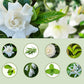 Difusor automático de aromaterapia